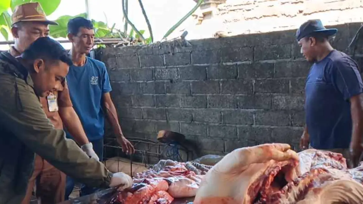 SPESIAL GALUNGAN : Pantauan daging babi menjelang Galungaan. (Keswan Jembrana)