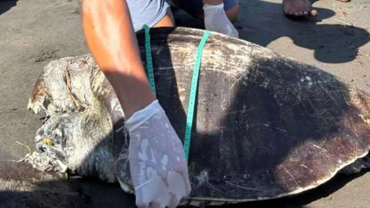 NAHAS SATWA LANGKA : Bangkai penyu lekang ini ditemukan di Pantai Perancak, Kecamatan Jembrana. (foto: dok. I Wayan Anom Astika untuk Radar Bali)