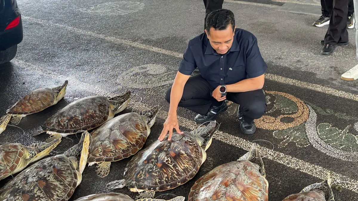 SELUNDUPAN: Petugas Ditpolairud Polda Bali menunjukkan puluhan penyu hijau hidup yang berhasil diamankan dari upaya perdagangan ilegal di pesisir Pantai Pegametan, Gerokgak, Buleleng, Jumat (19/6/2026). (IST/radarbali.id)