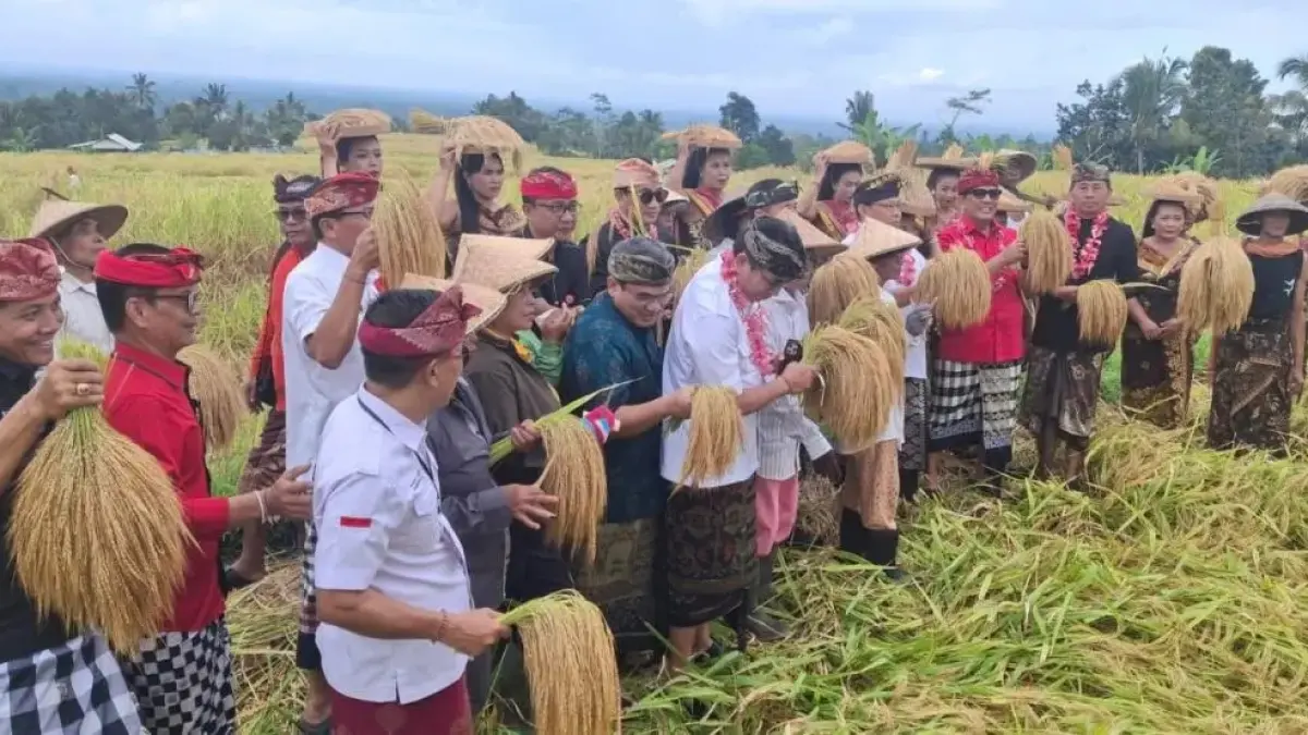 BUKAN PADI UMUMNYA: Manajer DTW Jatiluwih John K. Purna,  Bupati Tabanan, I Komang Gede Sanjaya dan sejumlah pejabat pusat memanen padi di arena Jatiluwih Festival 2026.