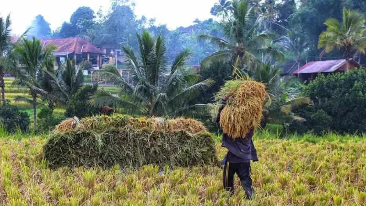 KRISIS BURUH PANEN : Panen padi di Jatiluwih , Penebal, Tabanan. (juliadi/radar bali)