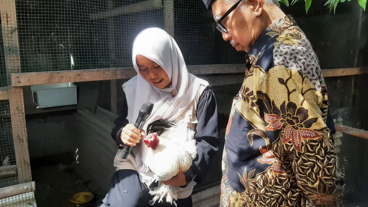 Ana Rohanah menunjukkan Ayam kampung berkualitas yang diberinya pakan Maggot. (M. RIDWAN/radarbali.id)