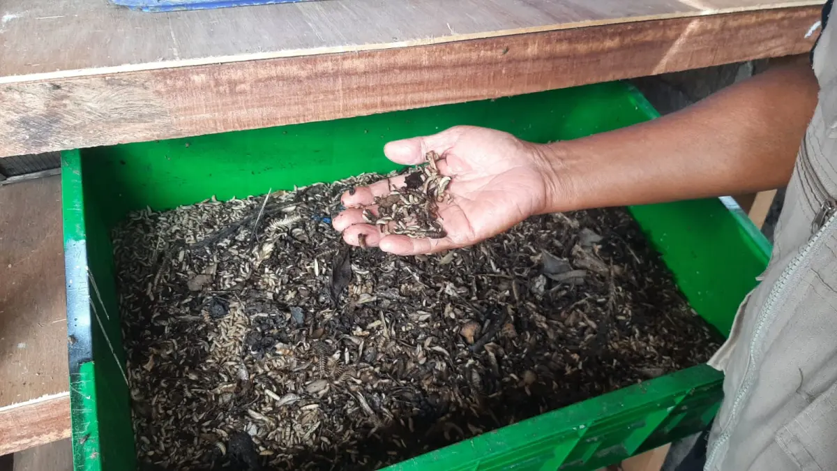 Hasil Maggot budidaya di Rumah IMUT bu Ana Rohanah. (M. RIDWAN/radarbali.id)
