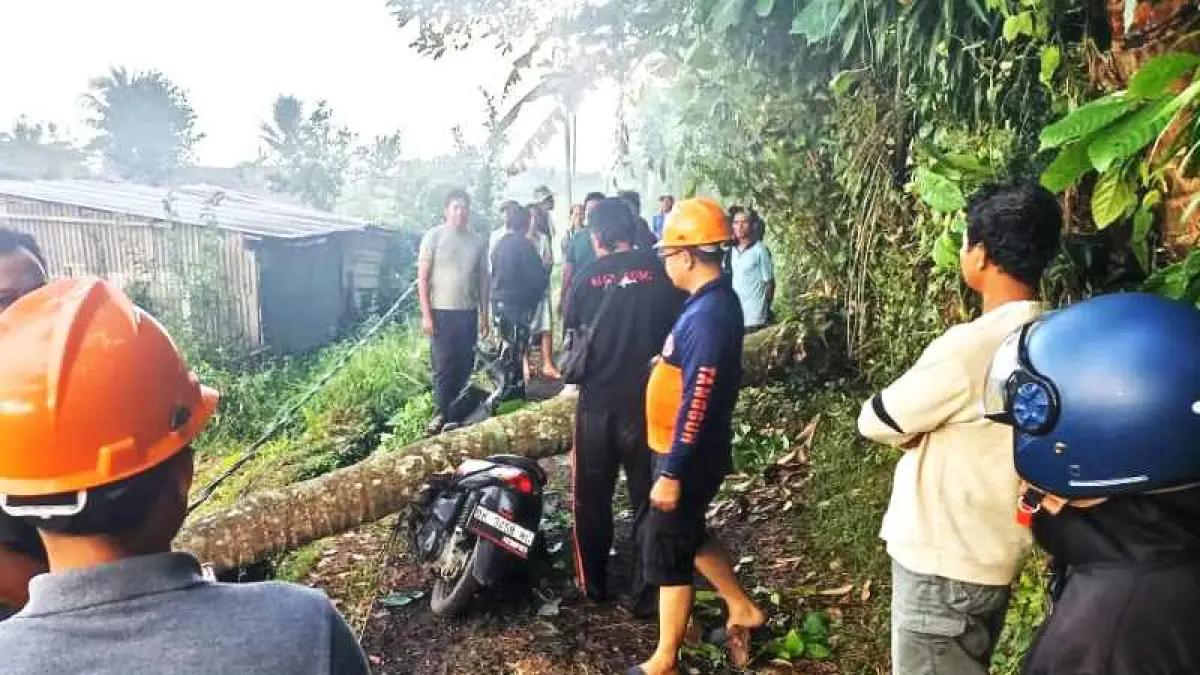 NAHAS DI JALAN RAYA: Pohon tumbang timpa pengendara di Dusun Tabun, Desa Selat, Kecamatan Klungkung, .(ist)
