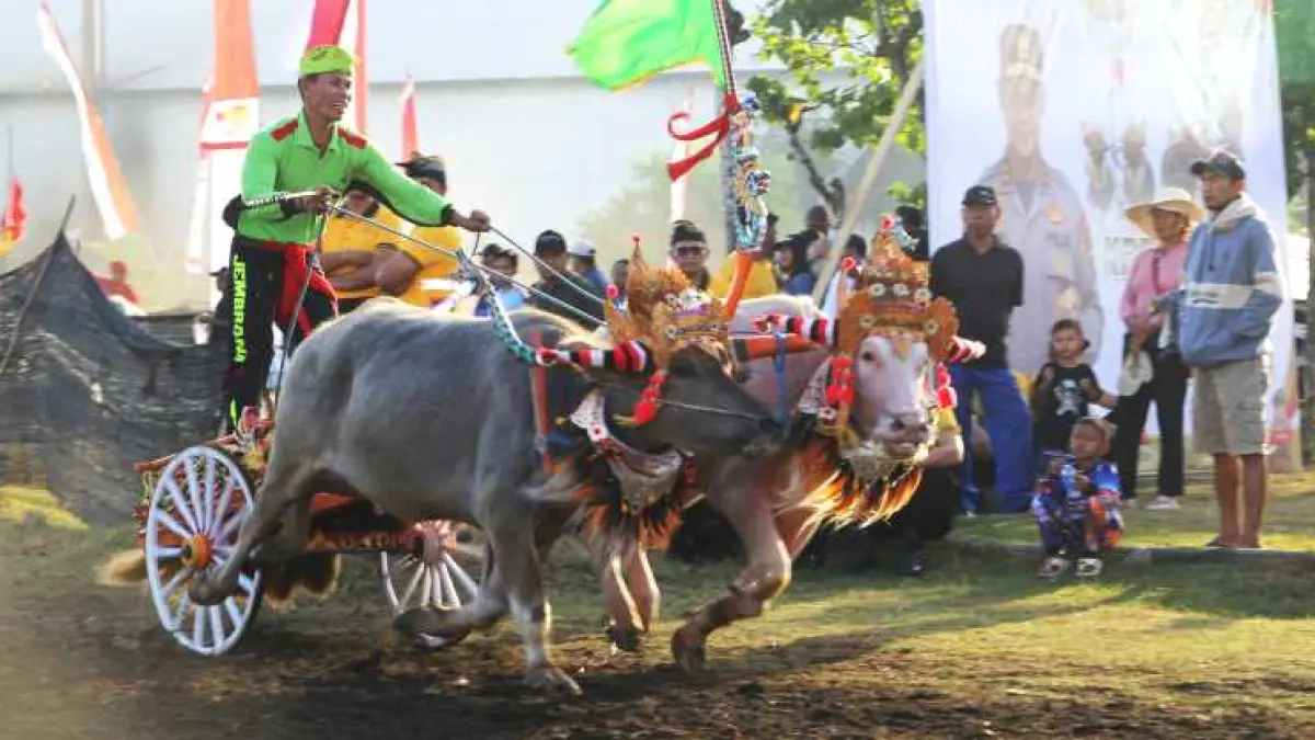 BERADU CEPAT : Makepung Kapolda Bali Cup di Sirkuit All In One, Desa Pengambengan, Kecamatan Negara.(foto:Polres Jembrana)