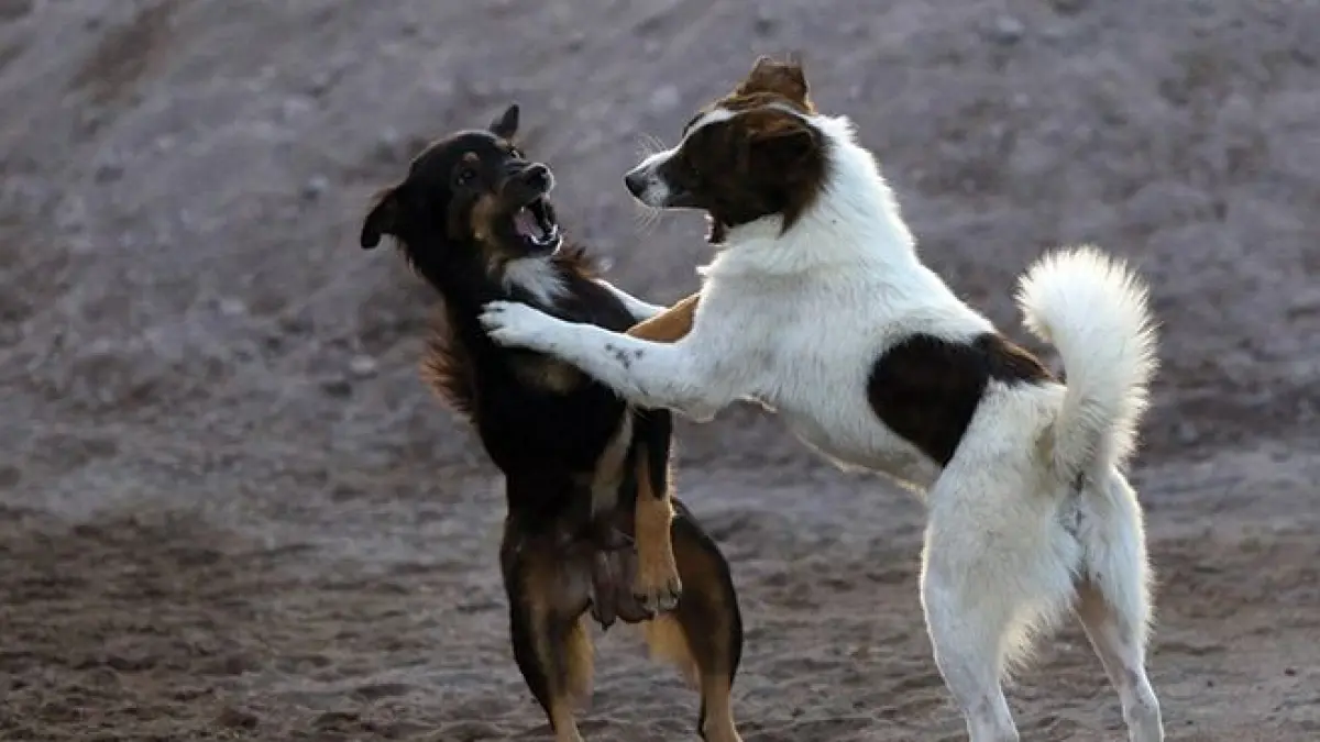 HPR: Perseruan anjing liar dan anjing piaraan yang diduga ikut menularkan rabies. (miftahuddin halim/radarbali.id)