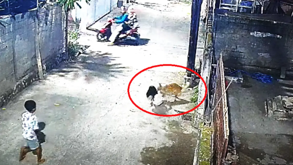 TEREKAM CCTV : Adegan anjing sesaat sebelum menyerang bocah. (ist)