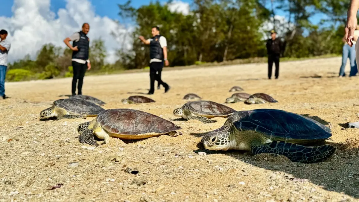 Penyu-penyu yang dilepasliarkan di pesisir Pulau Serangan, Kawasan Ekonomi Khusus (KEK) Kura Kura Bali, pada Selasa (7/7).