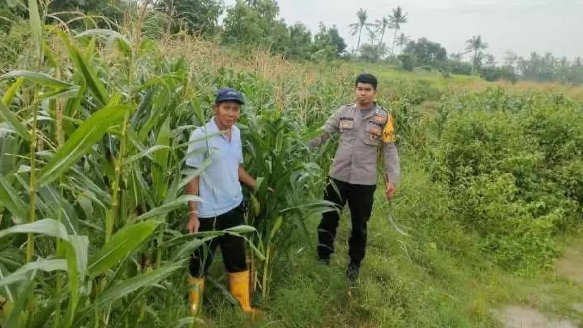 SIAGA HADAPI KEMARAU PANJANG : Petani di lahan pertanian di Desa Beraban, Selemadeg Timur, Tabanan yang mulai menanam jagung saat musim kemarau.(juliadi/radar bali)