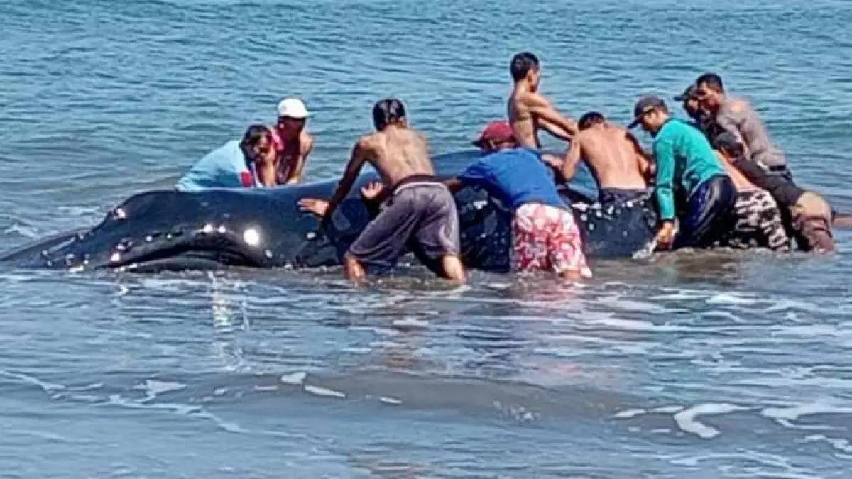 TAK TERSELAMATKAN : Ikan paus dengan Panjang 7 hingga 8 meter terdampar di bibir Pantai Perancak, Banjar Perancak, Desa Perancak, Kecamatan Jembrana. (M.Basir/Radar Bali)
