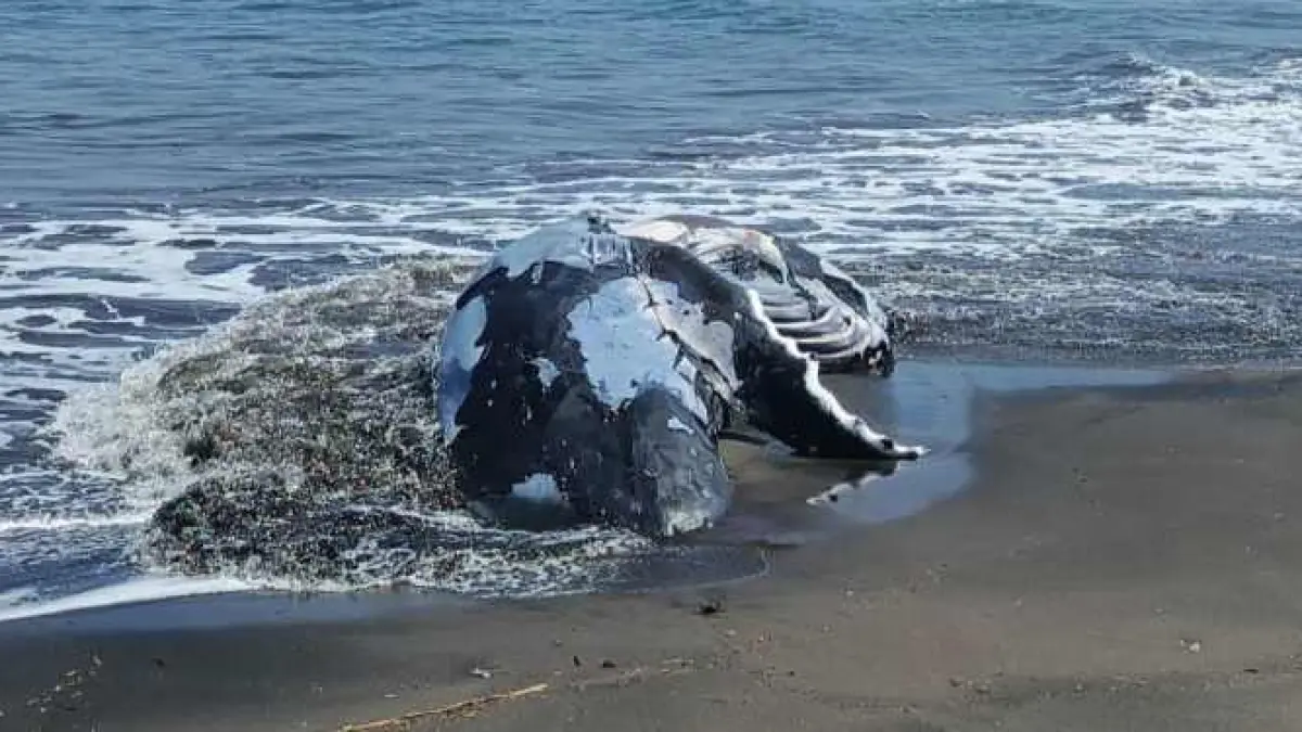 HADEH, NONGOL LAGI : Sudah dikubur, bangkai paus bungkuk yang terdampar di pesisir Pantai Perancak, Kecamatan Jembrana. [foto: M.Basir/Radar Bali]