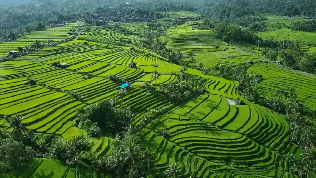 JATILUWIH: Kabupaten Tabanan paling mampu menjaga luas lahan pertaniannya