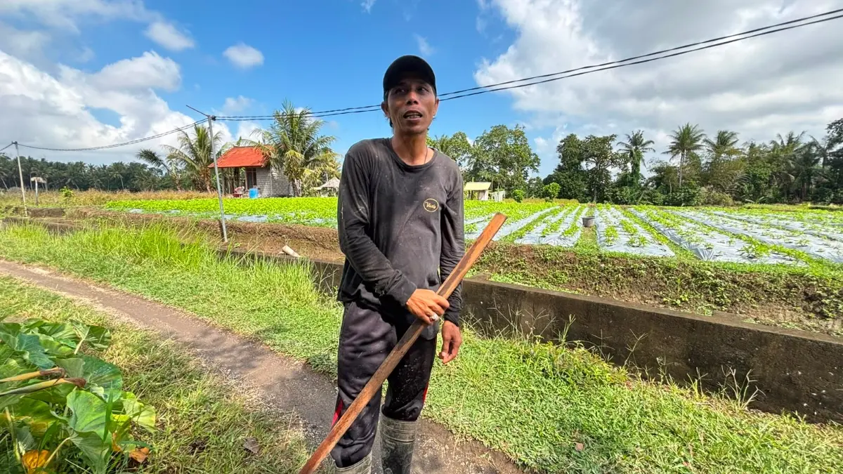 Made Tarji, petani bunga pacah di Banjar Panglan Kelod, Desa Kapal, Kabupaten Badung.