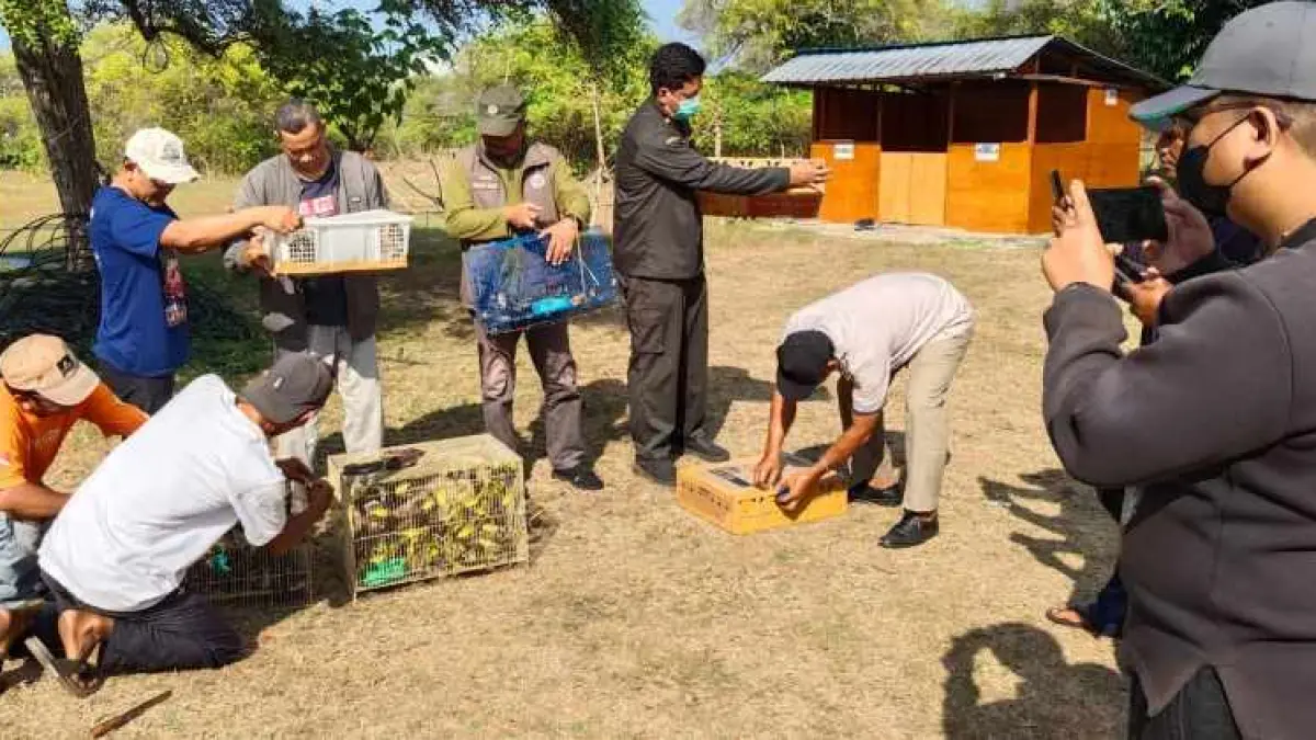 KORBAN KELAKUAN PENYELUNDUP NEKAT : Burung-burung hasil sitaan ini akhirnya dilepasliarkan ke alam bebas di Taman Nasional Bali Barat. (foto: BKSDA Bali)