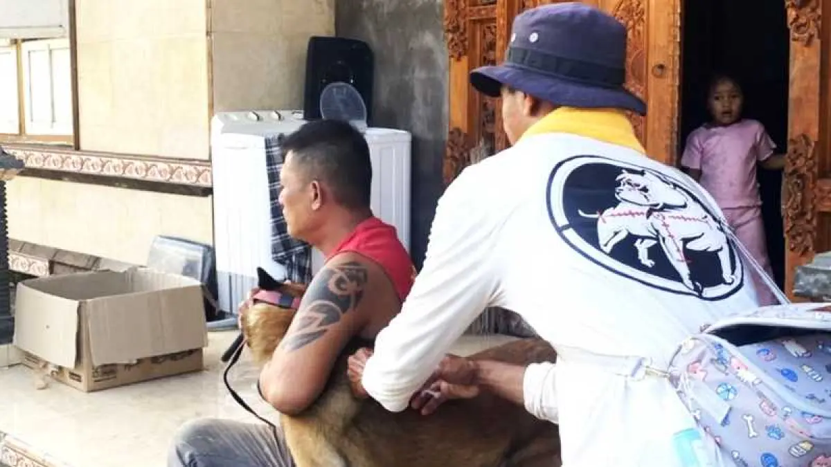 SUNTIK ANJING PELIHARAAN  : Petugas melakukan &nbsp;vaksinasi HPR di Jembrana beberapa waktu lalu . (foto: Distan Jembrana)