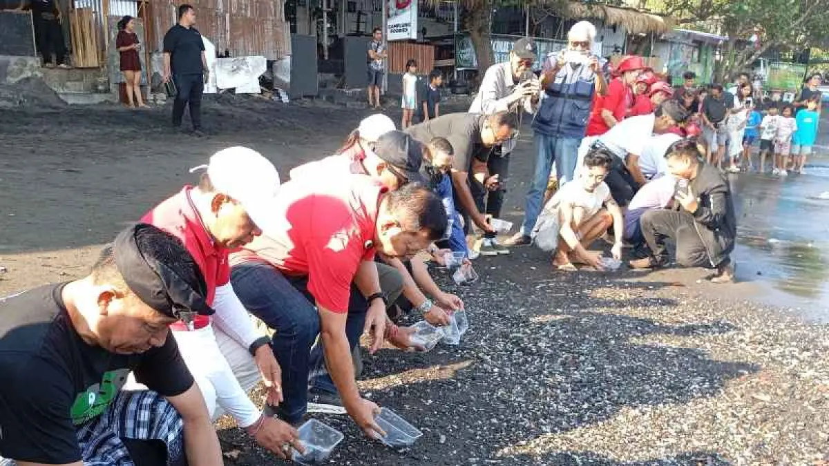 MERDEKA KEMBALI KE ALAM BEBAS: Pelepasliaran tukik lekang di Pantai Camplung dalam rangka HUT ke-81 RI.(francelino junior)