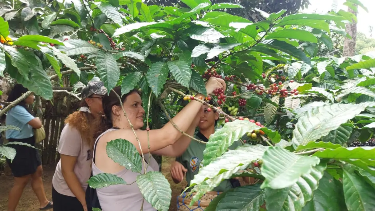 Suasana aktivitas perkebunan kopi di Pupuan.