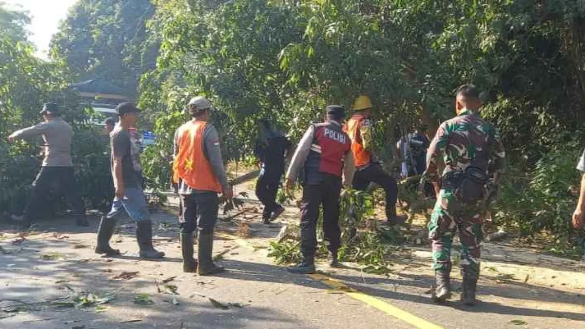 DIBERSIHKAN : Petugas membersihkan pohon tumbang yang sempat menutup akses Jalur Denpasar-Gilimanuk. (foto: Polsek Gilimanuk)