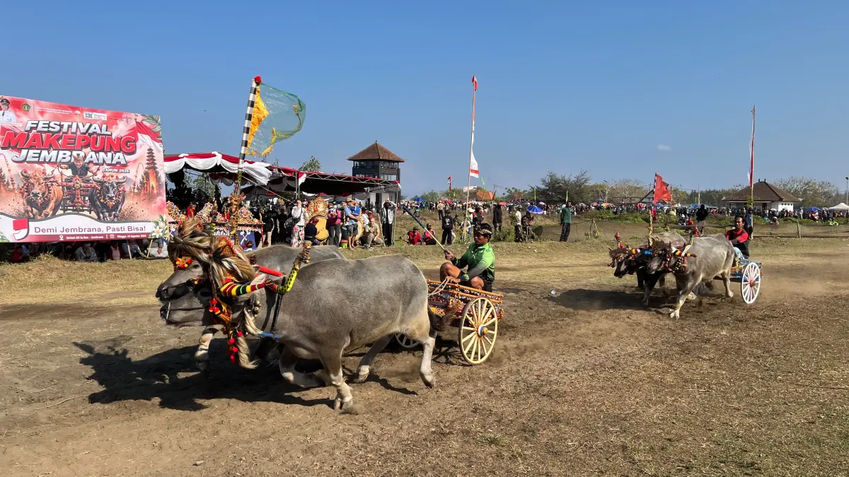 SELALU RAMAI: Festival Makepung Jembrana 2026 di Sirkuit All In One, Desa Pengambengan, Minggu (23/8/2026). (foto: Humas Pemkab Jembrana)