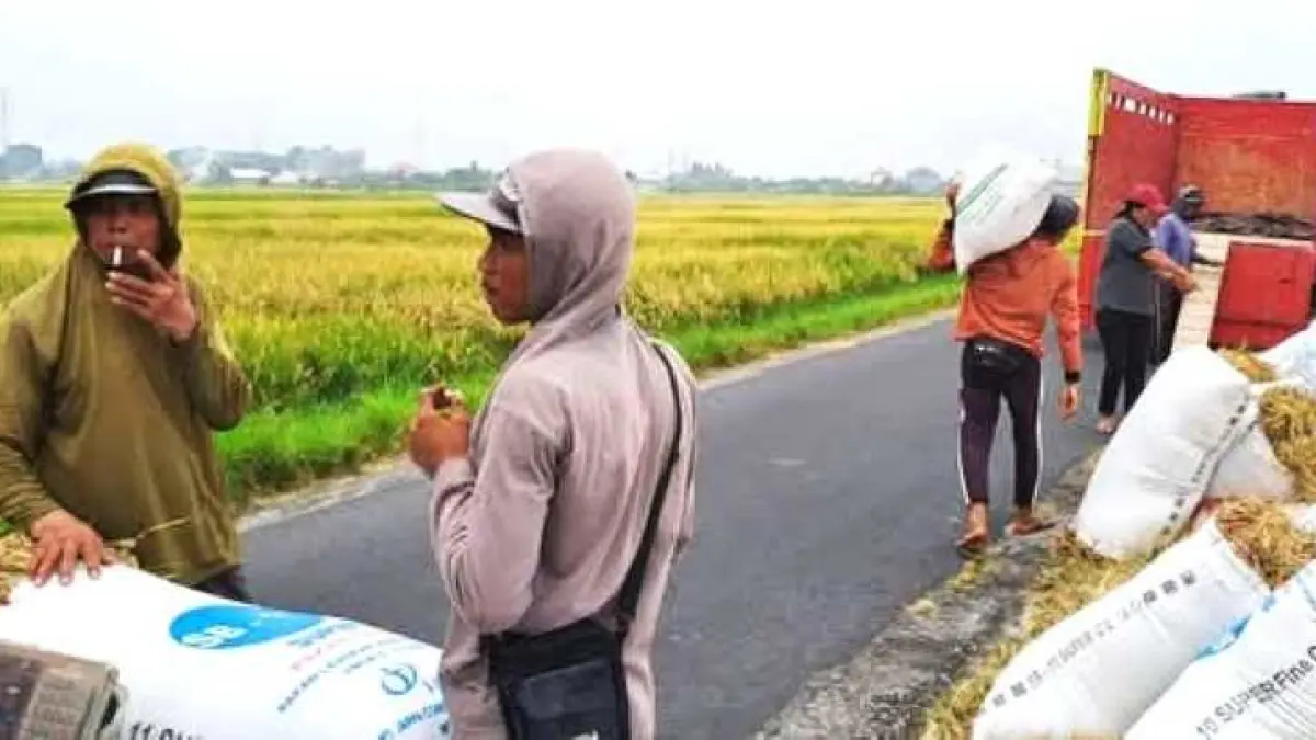 PANEN BAGUS : Petani panen padi di persawahan Tabanan. (Juliadi/Radar Bali)