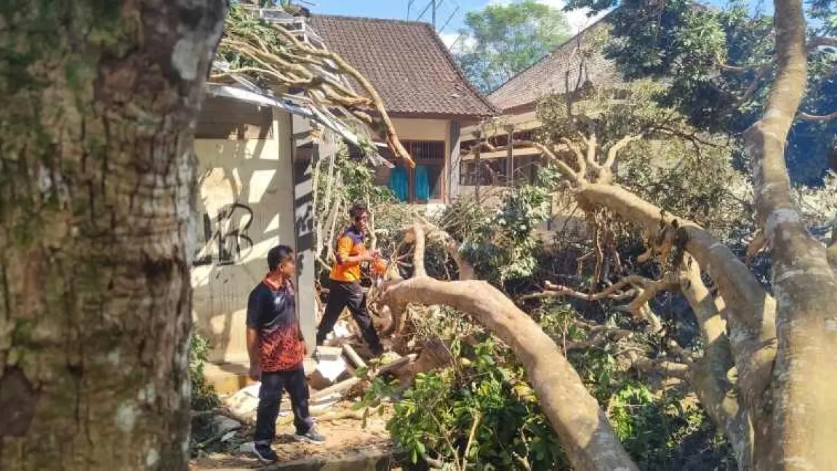 BERSIHKAN SAMPAH POHON : Petugas BPBD Tabanan ohon leci yang tumbang di areal SMPN 2 Baturiti, Tabanan. (foto:istimewa)