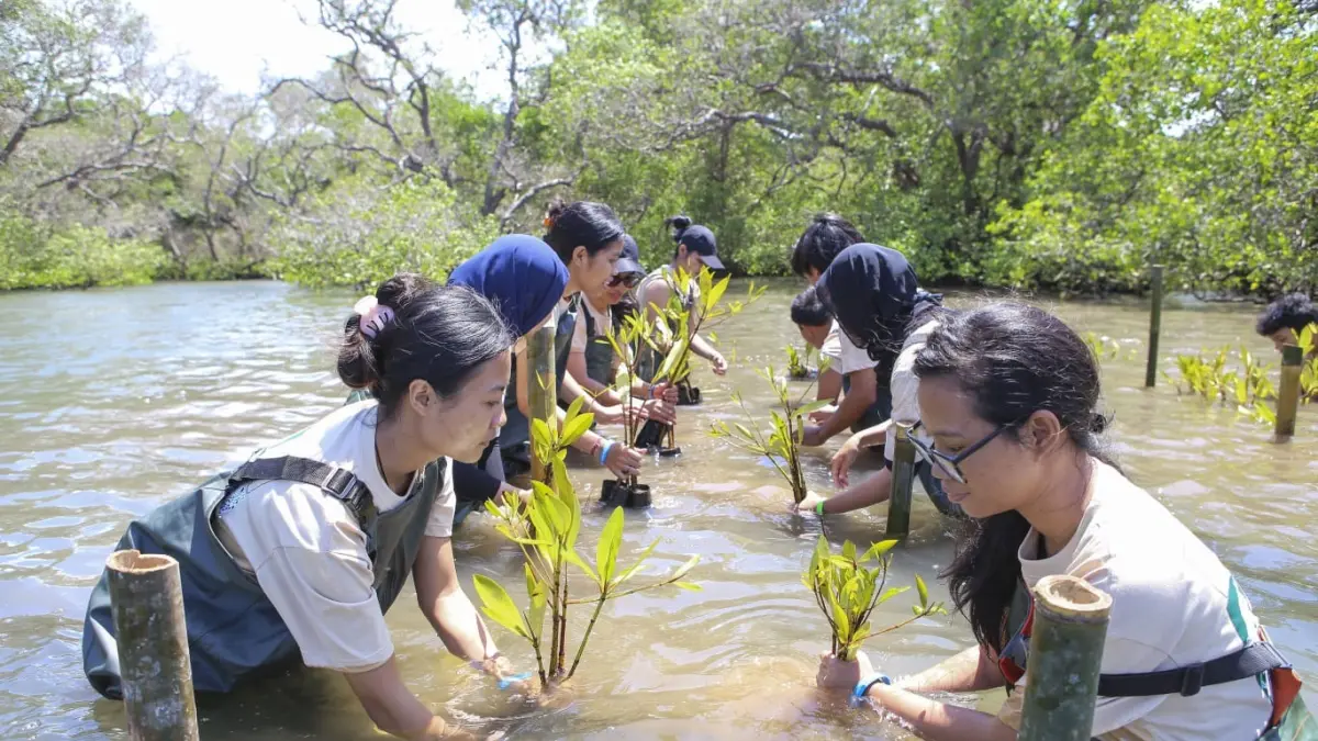PEDULI LINGKUNGAN: KUB Simbar Segara, civitas akademisi dan 50 Mahasiswa Universitas Udayana tanam 5.000 bibit mangrove di kawasan Tahura Ngurah Rai.