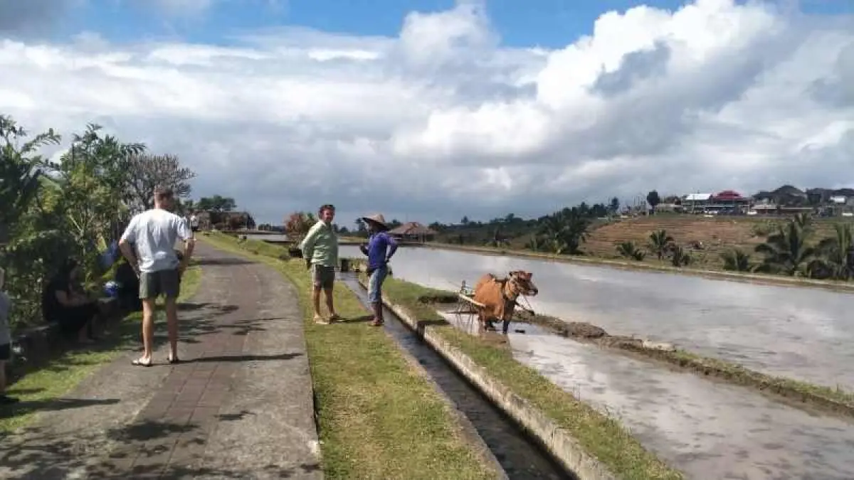 ilustrasi cuaca di Jatuluwih, Tabanan, saat cerah berawan, beberapa waktu lalu. (foto: Juliadi/Radar Bali)