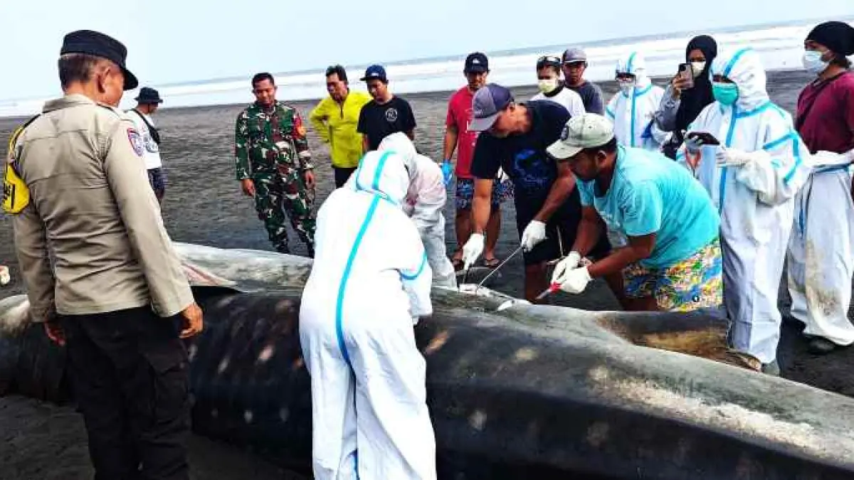 TAK TERSELAMATKAN: Proses nekropsi hiu paus di Pantai Pengeragoan, Kecamatan Pekutatan, (foto: Polres Jembrana)