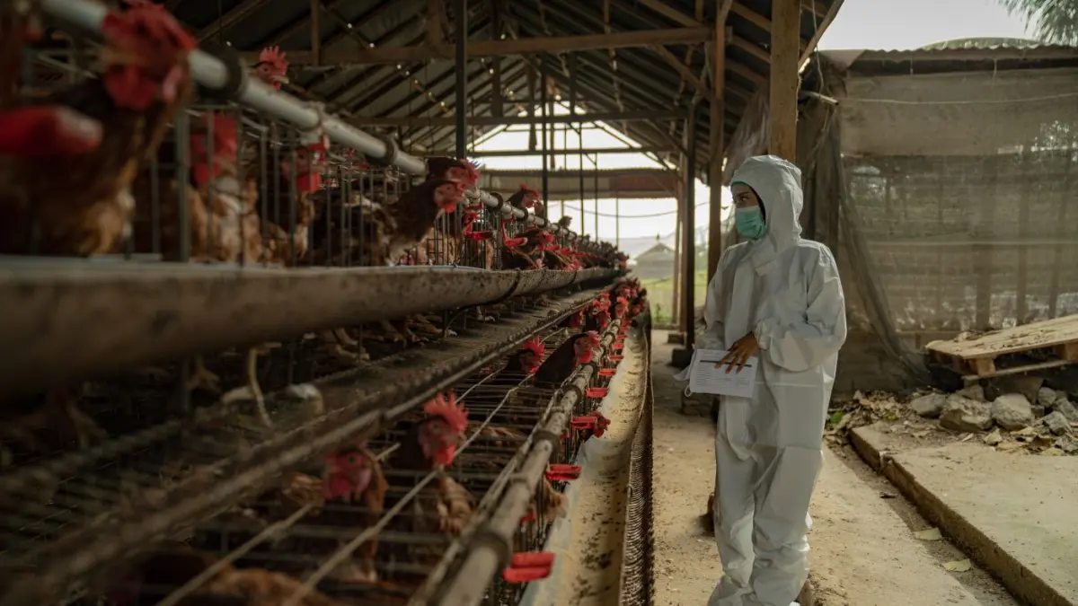 Peternakan ayam petelur di kandang konvensional dan kandang bebas sangkar (cage-free)