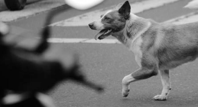 ih-ngeriperdagangan-daging-anjing-di-bali-marak