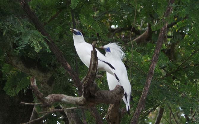 ribuan-ekor-jalak-bali-berada-di-luar-habitat-aslinya