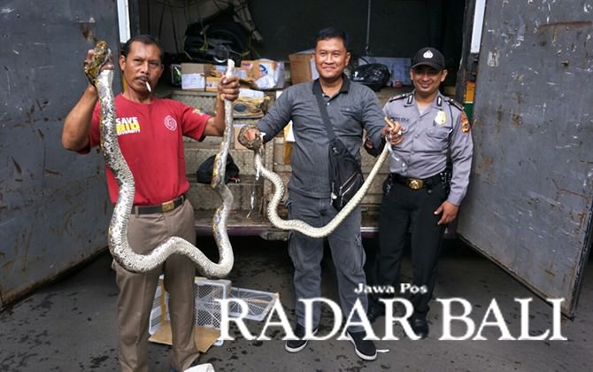 waspada-pelabuhan-gilimanuk-jadi-surga-penyelundup-hewan-liar