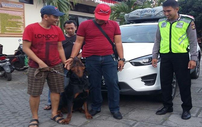 berlibur-ke-bali-dengan-anjing-kesayangan-sayang-gagal