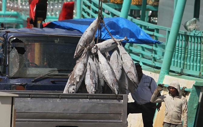 nelayan-bali-galautangkapan-tuna-terjun-bebas-turun-hingga-47-persen