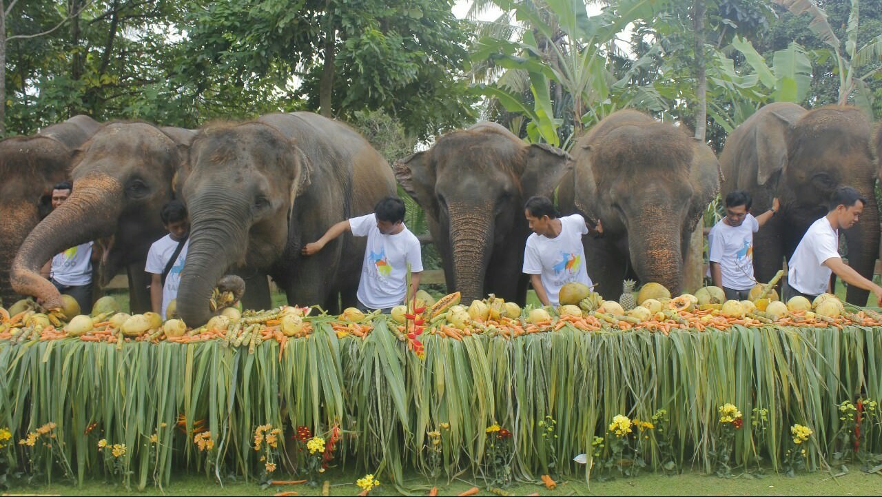 rayakan-world-elephant-day-gajah-gajah-bali-zoo-bikin-gemes