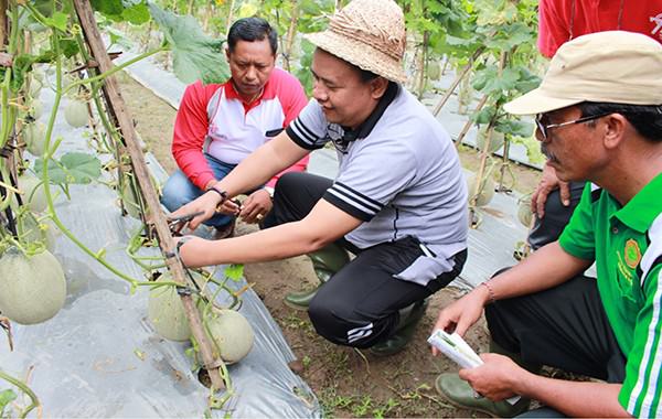 bangli-sukses-panen-perdana-1163-buah-melon-di-lahan-kritis