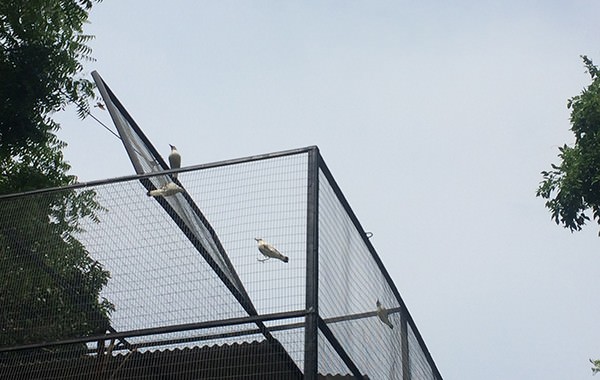 lepas-curik-untuk-daya-tarik-wisata