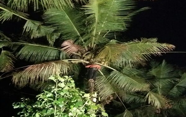 tragis-berangkat-ke-sawah-petani-ditemukan-tewas-nyangkut-di-pohon