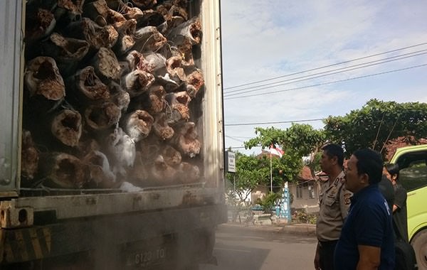 yesspenyelundupan-satu-kontainer-ikan-tuna-digagalkan