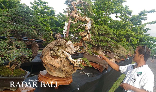 bisnis-bonsai-menjanjikan-menang-kontes-harga-bisa-tembus-rp-400-juta