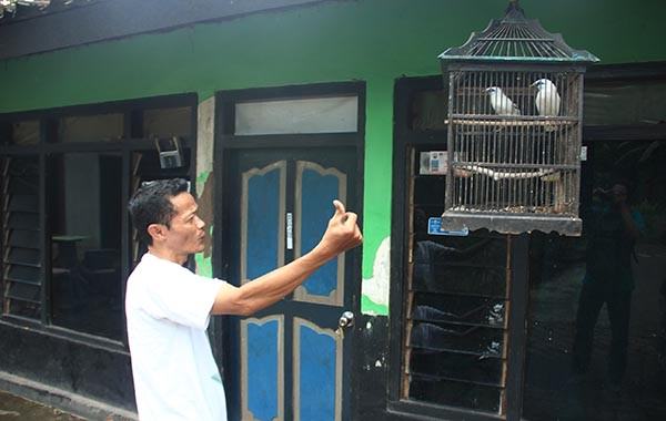 ingin-koleksi-jalak-bali-segini-nilai-rupiah-yang-harus-anda-miliki