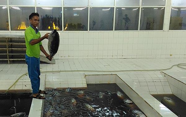 nelayan-bali-klaim-tangkapan-tuna-merosot-harga-jual-ikut-turun