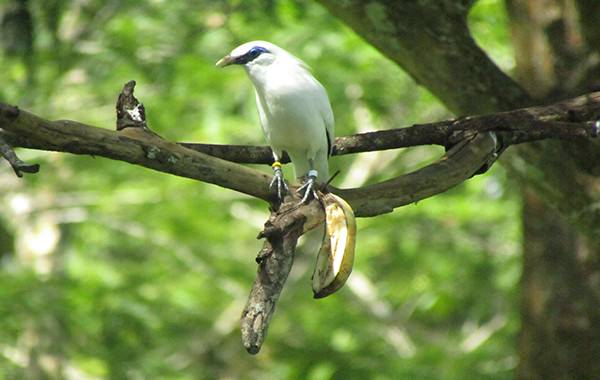 populasi-jalak-bali-naikpredator-ini-yang-ditakutkan-bikin-punah-lagi