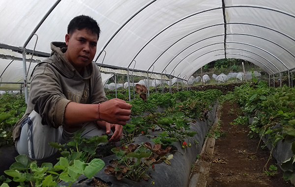 stroberi-varietas-rosalinda-yang-dikembangkan-petani-tergolong-langka