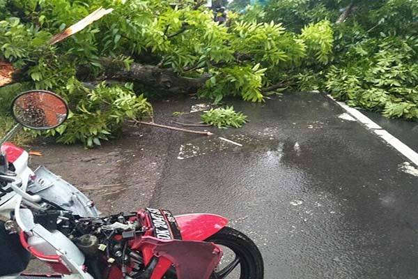 hujan-lebat-pohon-tumbang-di-jalan-bypass-ib-mantra-timpa-pemotor
