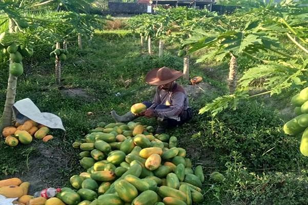 sudah-8-kali-panen-pepaya-ingin-beri-contoh-isi-waktu-usai-pensiun