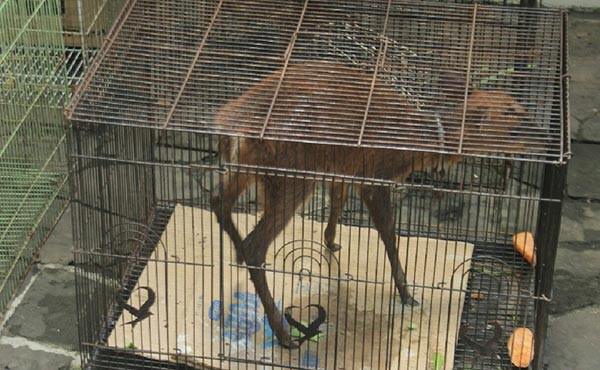 pemilik-rumah-pohon-diciduk-hewan-sitaan-bksda-dititip-di-bali-zoo