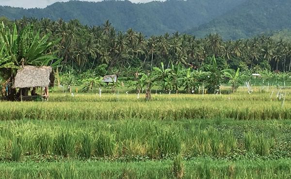 tabanan-surplus-beras-produksi-per-tahun-mencapai-200-ribu-ton