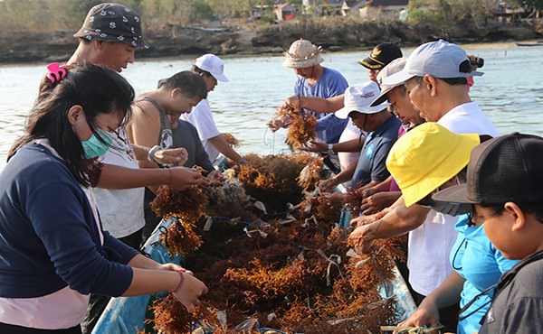 klungkung-gairahkan-kembali-budidaya-rumput-laut-begini-caranya