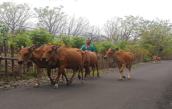13-ekor-sapi-warga-bangli-positif-tertular-virus-jembrana